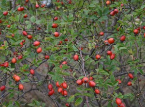 Wild Thang Rose Seeds